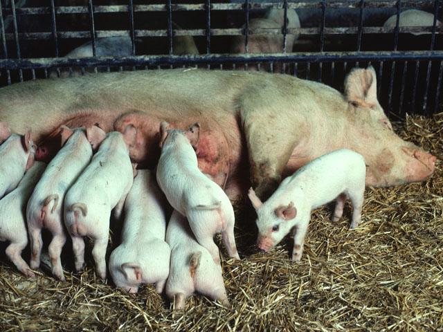 The National Pork Producers Council and the American Farm Bureau Federation told the Supreme Court on Friday that California&#039;s Proposition 12 is unconstitutional. (DTN file photo)