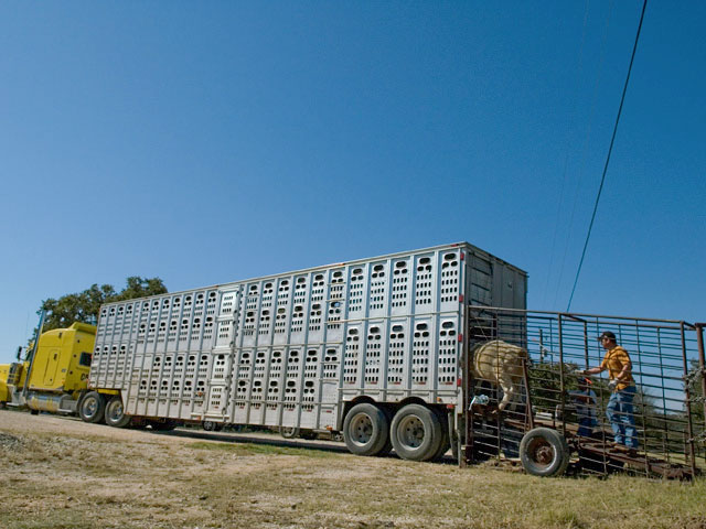 Though fuel shortages in parts of the East and South have begun to ease, increasing fuel costs are expected to be an ongoing concern as freight on loads of cattle starts to add up. (DTN/Progressive Farmer file photo by Anna Mazurek)