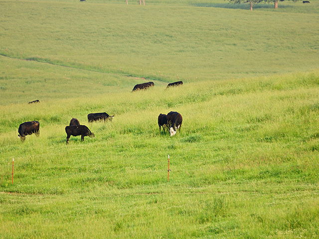 A program for grazing calves in less time, with better weights, opens income opportunities for some regions of the country. (DTN/Progressive Farmer file photo by Jim Patrico)