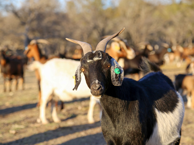 Parasites can be managed in goat herds, but there is no one, simple dewormer solution. (DTN/Progressive Farmer file photo by Karl Wolfshohl)