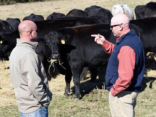 Travis Mitchell (left) works with Brian Beer to group and sell feeder load lots with Saluda County Cattlemen&#039;s Association. (DTN/Progressive Farmer file photo by Becky Mills)