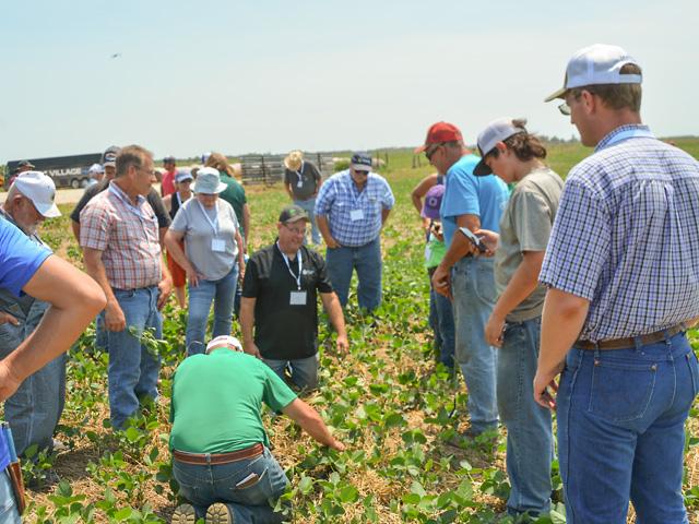 Breaking out the shovels, members of the Kansas Soil Health Alliance on Monday afternoon visited a farm near Gypsum, Kansas, where soybeans were drilled directly into a cover crop stand. Like a lot of the dryland operations visited on the tour, the soybeans were holding up, but they could use some rain. (DTN photo by Chris Clayton)