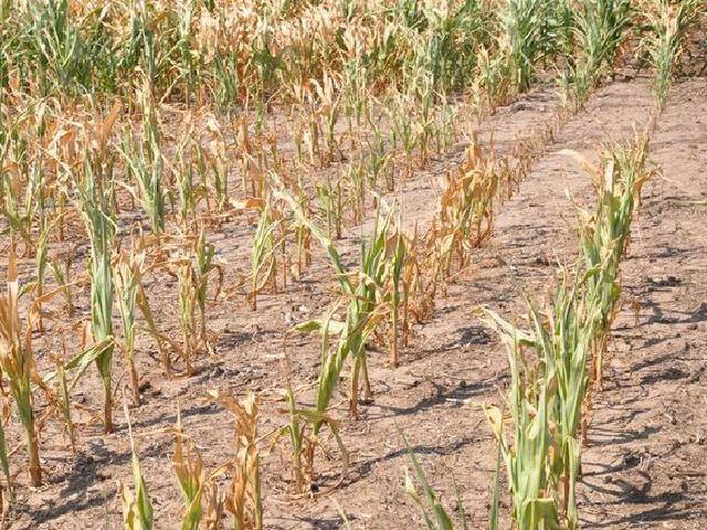 Stressed corn in Kansas during a prior-year drought. USDA has some programs set up for livestock producers that kick in based on the U.S. Drought Monitor. (DTN file photo) 