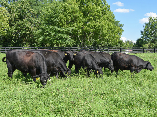 With the drought worsening in some High Plains regions and feedstuffs difficult to obtain, cow-calf producers should develop a cow culling plan. (DTN file photo by Becky Mills)