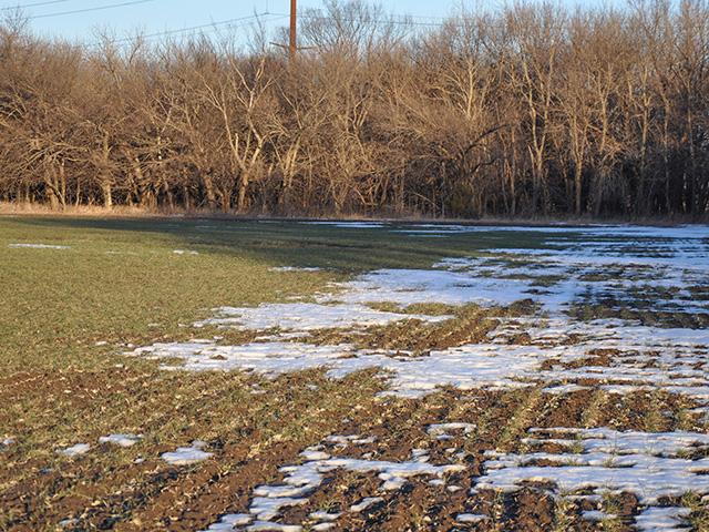Snow cover may decide the fate of many winter wheat stands in regions where the crop entered dormancy under drought stress. (DTN photo by Katie Dehlinger)