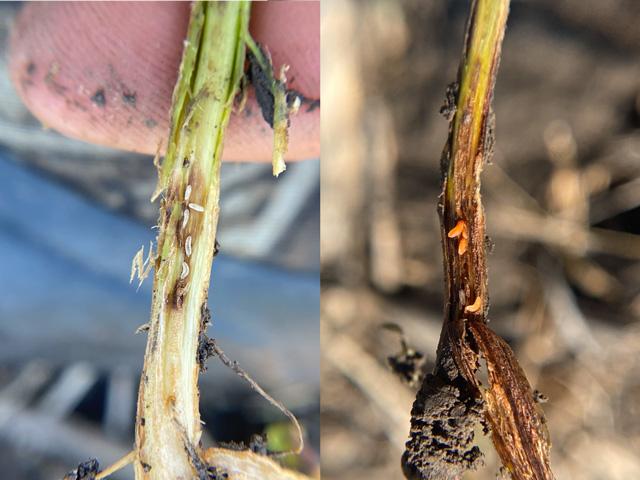 Soybean gall midge larvae start out as white maggots inside the stem and turn orange as they mature. These were found on June 12, 2021. (Photo courtesy of University of Nebraska)