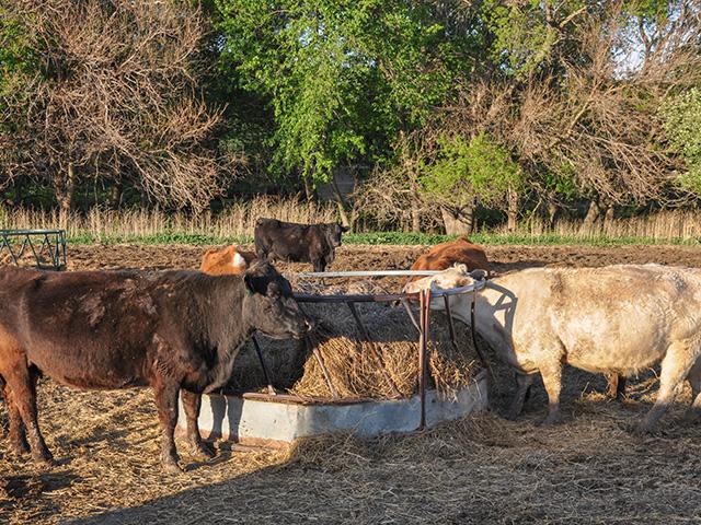 This year, some cattle producers in eastern Nebraska ended up feeding their cattle hay earlier than normal because drought had affected hay production and grazing. (DTN file photo by Russ Quinn)