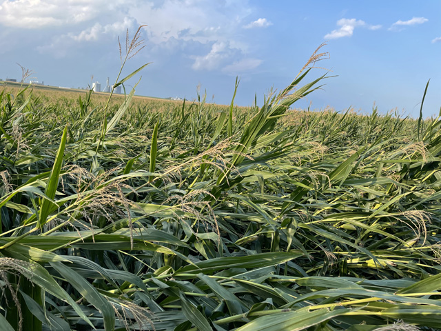 This cornfield near Masonville, Iowa, sustained areas of lodging due to a severe thunderstorm packing high winds on Aug. 24. (DTN photo by Matthew Wilde)