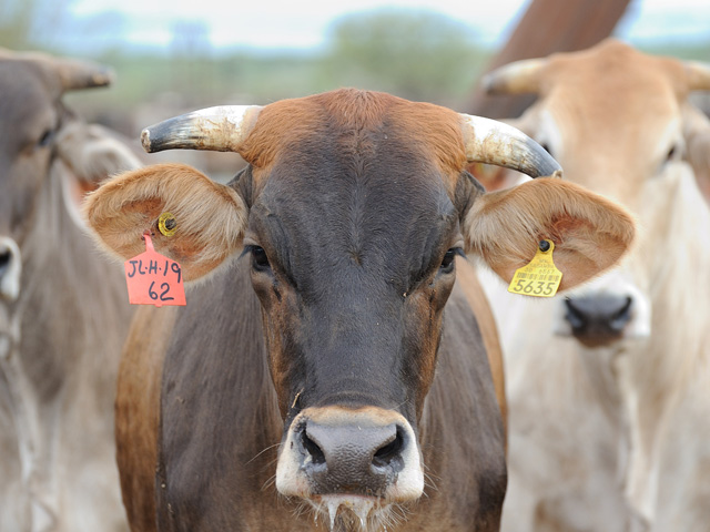 Do you get that cow-in-the-headlights look when someone confronts you about what beef production does to the environment? (DTN/The Progressive Farmer file photo by Jim Patrico)