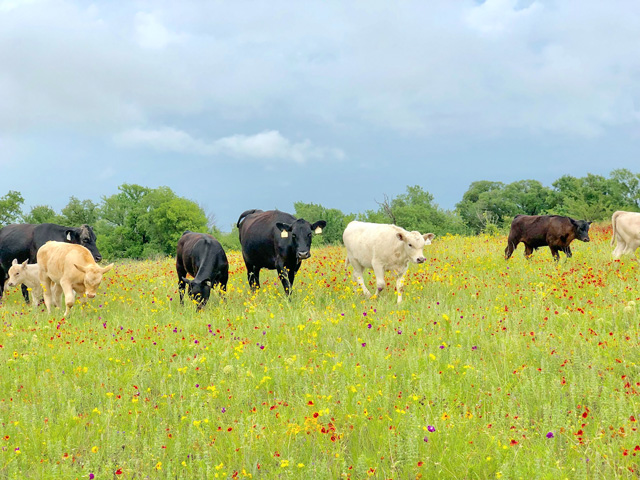 Native grasses can play a big role in overall ranch sustainability. (Photo courtesy of Meredith Ellis)