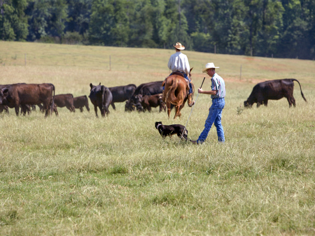 It&#039;s a good idea to talk to your veterinarian about joint supplements as dogs age. (DTN/Progressive Farmer file photo)