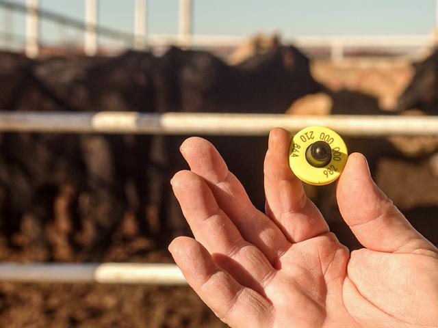 An electronic identification ear tag commonly used among livestock producers. USDA will propose a rule requiring the use of such EID ear tags for cattle and bison crossing state lines if they are 18 months and older, and sexually intact, or if they are dairy cattle or animals used in rodeos or exhibitions. At least one cattlemen&#039;s group opposes mandatory EID ear tags. (DTN file photo by Jim Patrico)