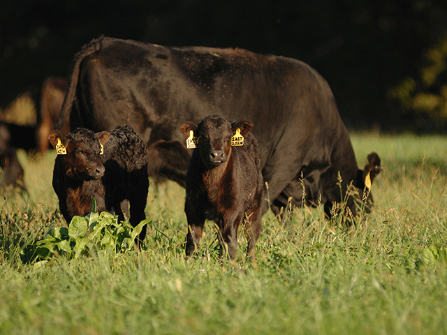 Market forces continue to line up against the cattle producer, giving packers all the leverage. (DTN/Progressive Farmer file photo by Jim Patrico)