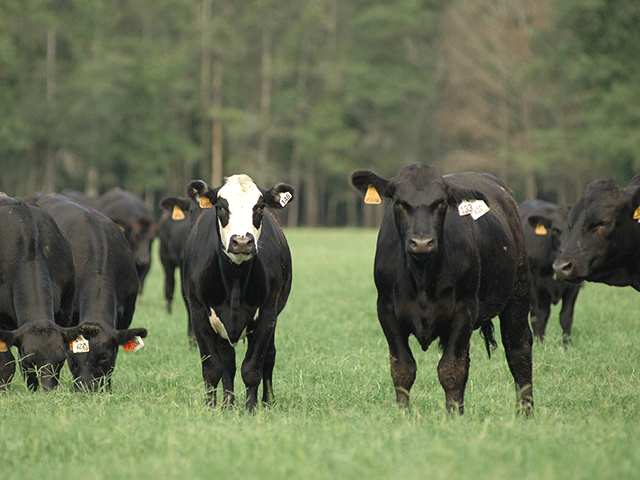 Interest in quality replacement heifers continues to grow, even as the industry reports overall contraction in herd size. (DTN/Progressive Farmer file photo by Becky Mills)