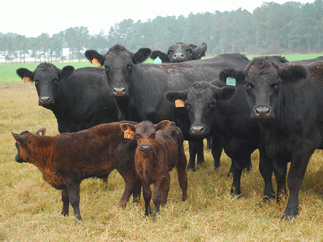 Weaning is one of the most stressful events in the life of a calf, and it affects how vaccines perform. (DTN/Progressive Farmer file photo by Boyd Kidwell)
