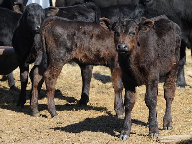 A reader wants to know why calves on one farm site are healthy, while some of the calves on another tend to die or become lame. (DTN/Progressive Farmer file photo by Gregg Hillyer)