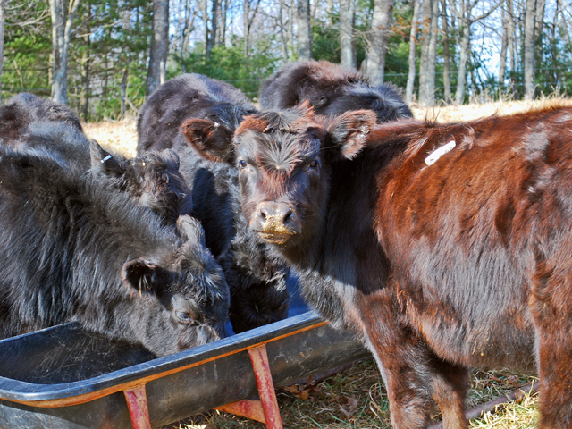 Cattle producers who opt to hold back calves for direct niche market sales face challenges in processing capacity and herd health. (DTN/Progressive Farmer file photo by Boyd Kidwell)