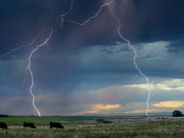 Certain physical signs may indicate whether death in cattle was due to lightning strikes or something else. (Getty Image)