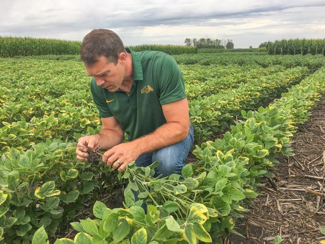 Soybean cyst nematodes (SCN) are easier to spot in the field this time of year. North Dakota State University plant pathologist Sam Markell looks for females feeding on roots. (DTN photo by Pamela Smith)