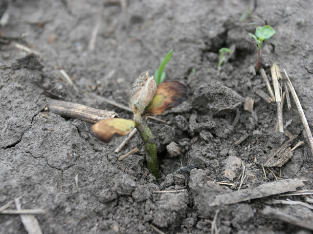 Possible freeze damage to early planted soybeans that requires replanting doesn&#039;t discourage many farmers from getting seeds in the ground as soon as possible due to increased yield potential. (DTN file photo)