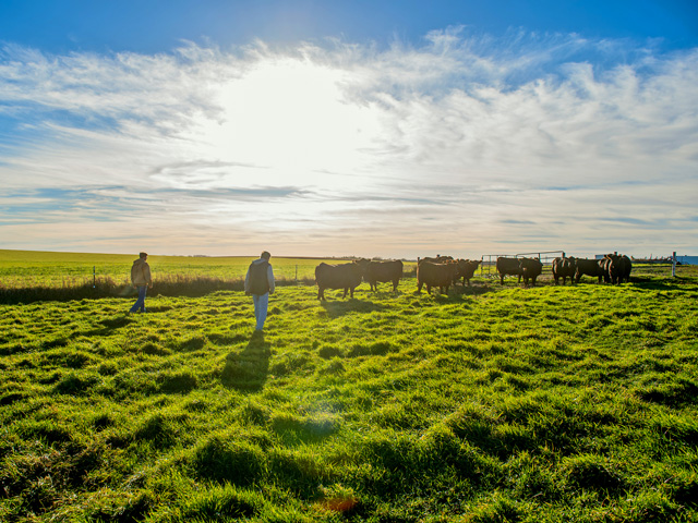 Supply-demand fundamentals continue to paint a bright outlook for much of agriculture, including beef producers, moving through 2021. (DTN/Progressive Farmer photo by Greg Latza)