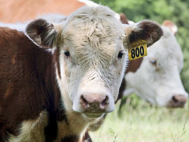 Pinkeye can seem to appear out of nowhere, and a custom vaccine is sometimes needed to get it under control. (DTN/Progressive Farmer file photo by Claire Vath)