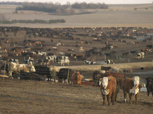 A Canadian feed trial has found a way to significantly reduce methane emissions from the beef and dairy industry. (DTN&#092;Progressive Farmer photo by Jim Patrico)