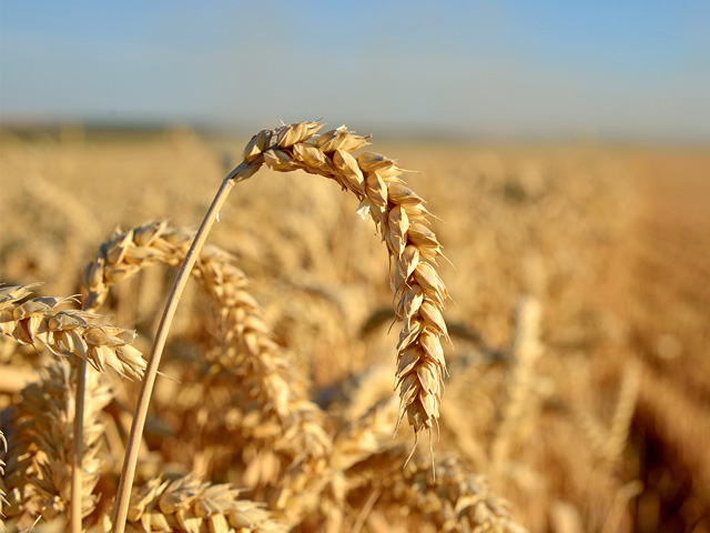 A byproduct from the processing of wheat works well as a livestock feed alternative in many cases. (DTN&#092;Progressive Farmer photo by Jim Patrico)
