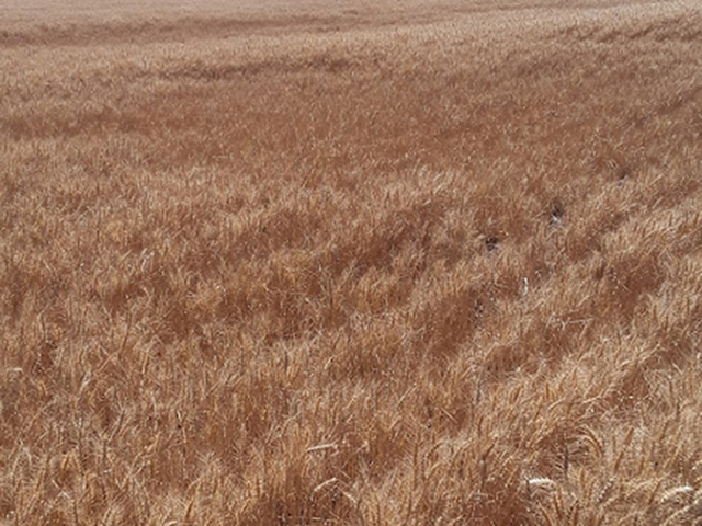 Pictured is a field of soft white winter wheat in Washington state showing the different sizes of the plants throughout the field, making harvest difficult. Soft white winter wheat is one of three classes of winter wheat with the other two being hard red and soft red. (Photo Ron Mielke, Harrington, Washington)