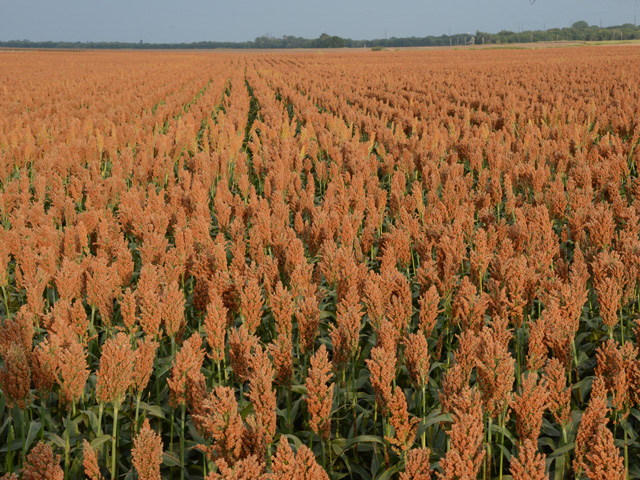 Plentiful moisture helped the Gamble family push their dryland sorghum to 244 bushels per acre in the National Sorghum Yield Contest this year, a record for dryland acres west of the Mississippi River. (DTN/Progressive Farmer photo by Larry Reichenberger)