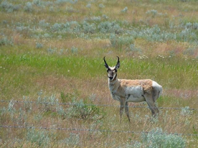 A pronghorn antelope grazes on a ranch in north-central Montana. Under some initiatives announced Tuesday by USDA, ranchers in Idaho and Montana could see more ways to tap USDA programs that will compensate them for big game migrating and grazing across their land. (DTN photo by Chris Clayton)  