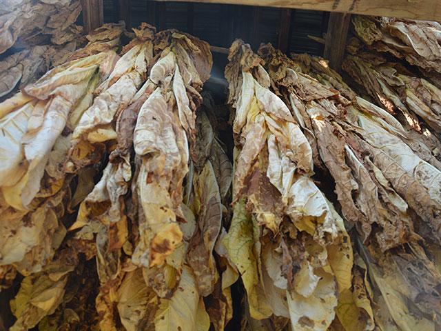 Tobacco hanging in a barn in Missouri. The FBI this week spotlighted a crop insurance fraud scheme that involved several Kentucky farmers and insurance agents, leading to multiple convictions. (DTN file photo by Chris Clayton)