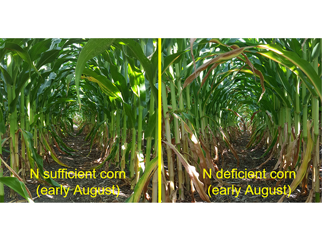 Even if corn is nitrogen deficient in the late-vegetative or early reproductive period, a rescue application may not pay. But if a late nitrogen application is part of a grower&#039;s base nutrient program, that could help boost yields. (University of Minnesota Extension photos)