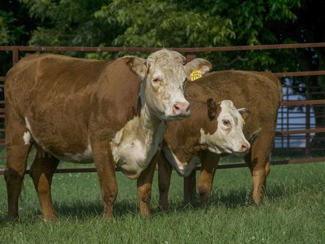 Cattle producers will need to work with their herd veterinarians to control and treat anaplasmosis outbreaks. (DTN/Progressive Farmer photo by Claire Vath)