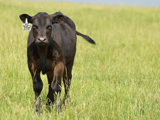 Joint ill and navel ill occur when bacteria infect the calf&#039;s navel before it dries after birth. (DTN/Progressive Farmer file photo by Dan Miller)
