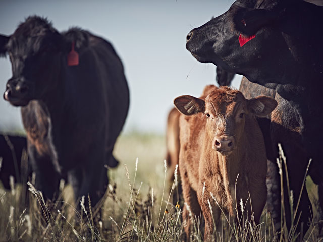 A healthy calf and one with persistently infected bovine viral diarrhea virus (PI-BVDV) are indistinguishable without testing. (Photo by Broadhead)