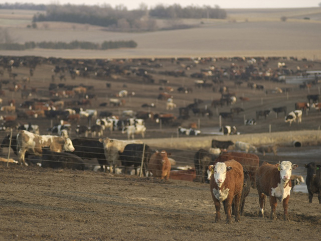 Momentum indicators are pointing sharply lower for feeder cattle, highlighting how strong the move down currently is. (DTN file photo)
