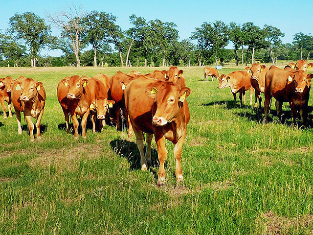 The first 11 Akaushi cattle ever in the U.S. arrived in 1994 from Japan, aboard a Boeing 747. (DTN/Progressive Farmer file photo by Clay Coppedge)