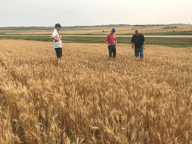 USDA on Thursday estimated that producers harvested only 10.2 million of the 11.6 million spring wheat acres planted this year, an abandonment rate of 11%. (Photo courtesy of the U.S. Wheat Associates)