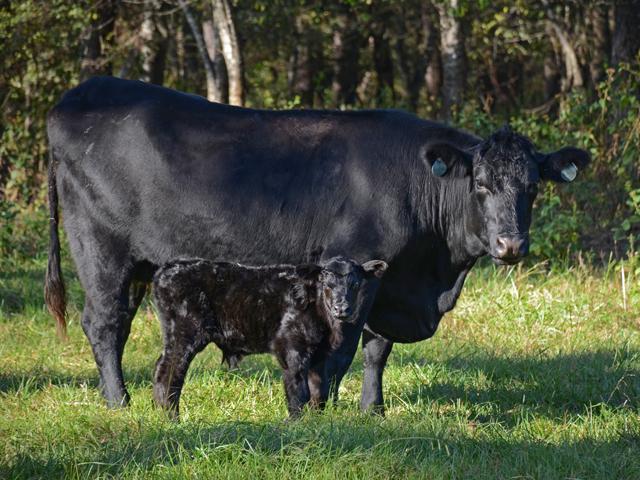 While killed vaccines can be an excellent choice in many cow-calf operations, modified live vaccines are quicker acting and can producer more complete, longer-lasting immune responses. (DTN/Progressive Farmer file photo by Dan Miller)