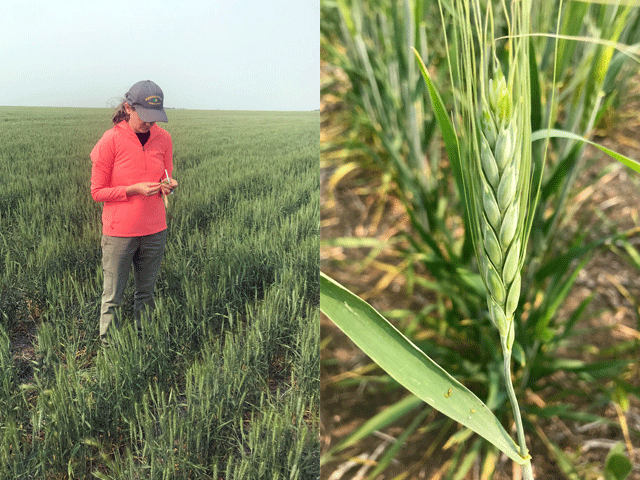 Pictured on the left is a tour scout checking hard red spring wheat near Kramer, North Dakota, on Day Two of the Wheat Quality Council Spring Wheat Tour and noted it just finished the flowering stage and estimated at five to six weeks from harvest. Pictured on the right is a durum wheat field near Souris, North Dakota. (Photos courtesy of U.S. Wheat Associates)