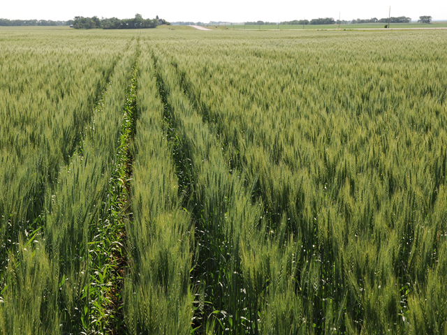 A spring wheat pre-harvest update showed a wide range of spring wheat conditions throughout North and South Dakota, Montana and Minnesota. (DTN file photo)
