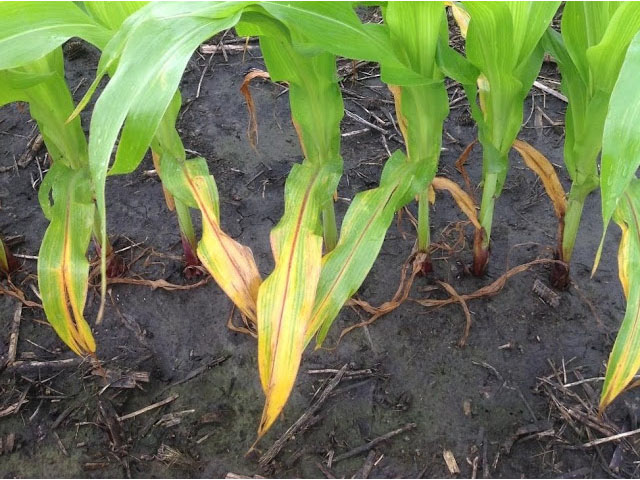 A V-shaped yellowing pattern on the lower leaves of corn plants often indicates nitrogen deficiencies exist. (Photo courtesy of University of Minnesota Extension)