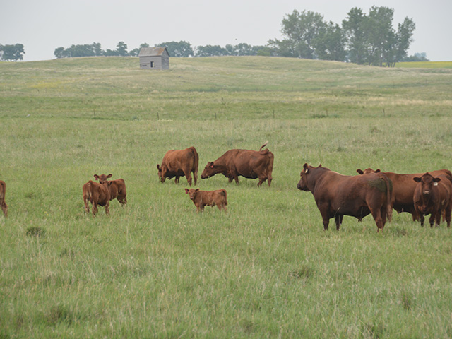 Cattle graze in North Dakota earlier this summer. Fall grazing may occur in the Northern Plains, thanks to the return of moisture. (DTN Photo by Chris Clayton) 