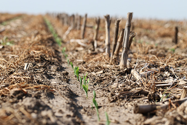 Practices such as no-till and growing cover crops will be funded under a project led by the American Coalition of Ethanol to demonstrate lower emissions for ethanol for low-carbon fuel standards. The project was one of 15 to receive USDA Regional Conservation Partnership Program grants. (DTN file photo by Pamela Smith)