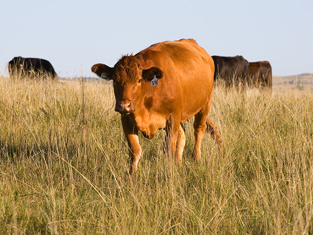 Cattle producers should plan for drought conditions well before the growing season begins, then monitor drought conditions during the next few months as well as their grazing practices. (DTN file photo by Scott Bauer, NRCS)