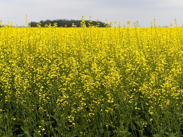 Canola isn&#039;t currently a widely grown crop in the southern United States, but that could change thanks to a new corporate collaboration. (DTN photo by David L. Hansen)