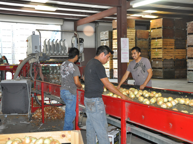 The House of Representatives is taking up a bill that would overhaul the H-2A program. In a Georgia farm, workers sort through Vidalia onions. (DTN file photo) 