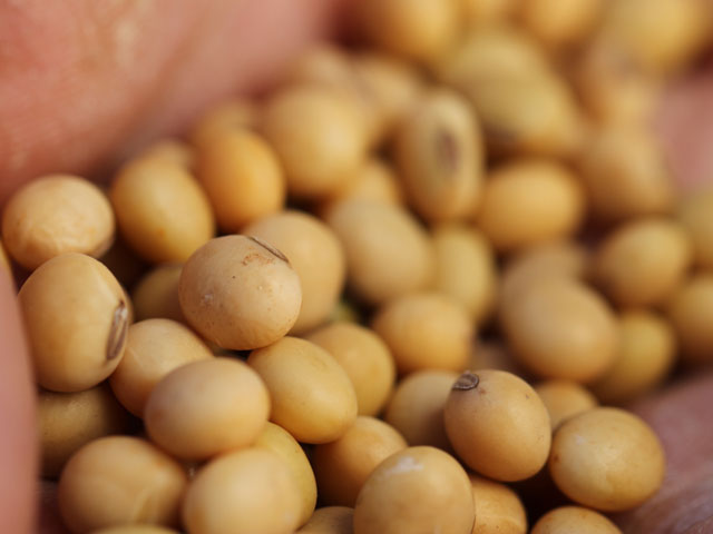 Imports of organic soybeans have spiked, but a USDA enforcement case highlights questions over whether those beans really meet USDA organic standards. (DTN file photo by Pam Smith)