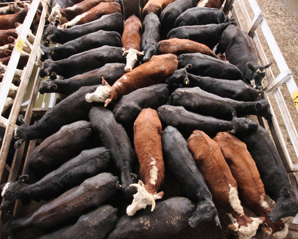 Five Brazilian slaughterhouses suspended beef exports following adverse reactions among cattle to a foot-and-mouth vaccine, Dow Jones Newswires reported Thursday. (DTN file photo)